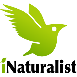 iNaturalist logo.